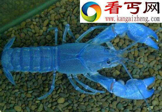 天空蓝魔虾，最适合懒人饲养的宠物