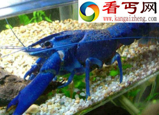 天空蓝魔虾，最适合懒人饲养的宠物