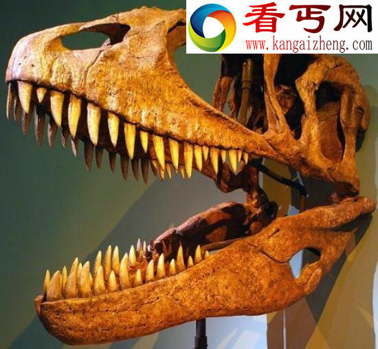史上最大的食肉恐龙之一，鲨齿龙(恐龙界的大白鲨)