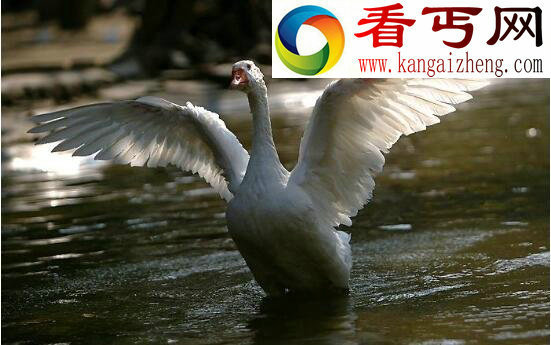 黄鼠狼怕什么，黄鼠狼的天敌(大白鹅)