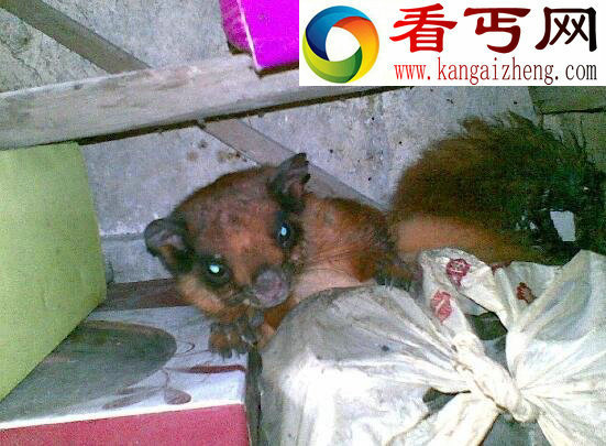 黄鼠狼怕什么，黄鼠狼的天敌(大白鹅)