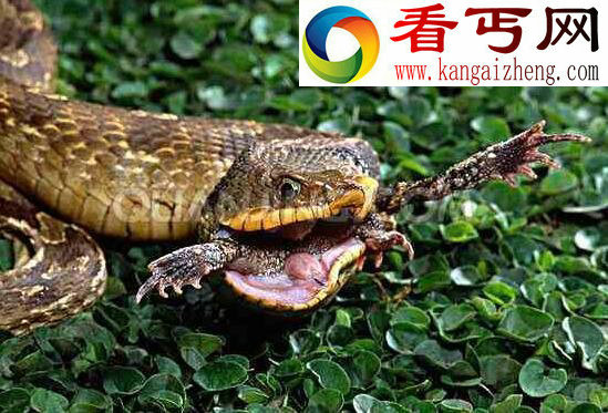 最怂的蛇猪鼻蛇,屎尿齐飞会装死(有毒牙不敢攻击)
