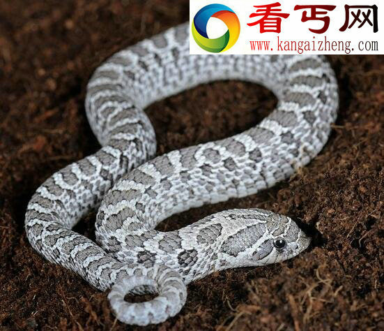 最怂的蛇猪鼻蛇，屎尿齐飞会装死(有毒牙不敢攻击)