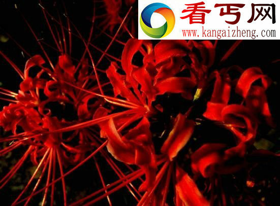 关于彼岸花的传说,花与叶生生世世两相错
