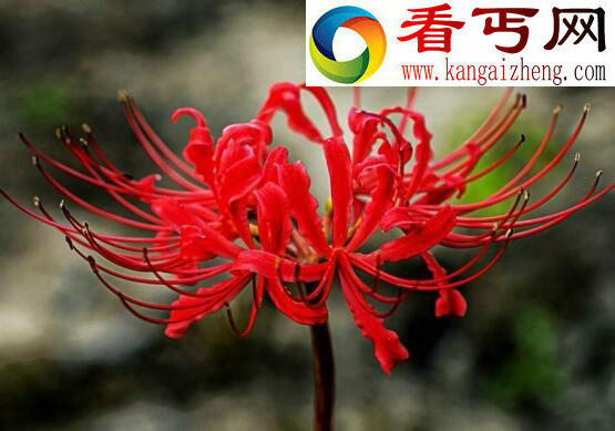 关于彼岸花的传说,花与叶生生世世两相错