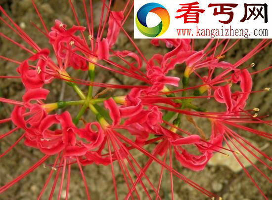 关于彼岸花的传说,花与叶生生世世两相错