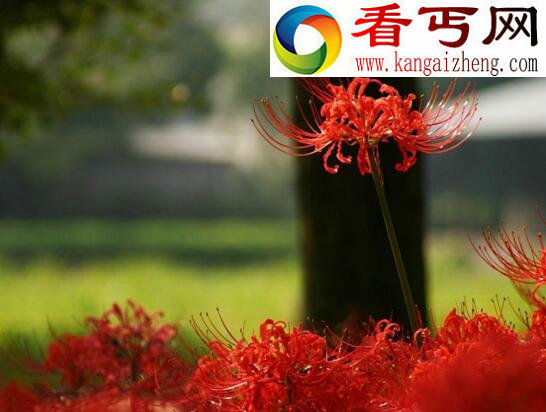 彼岸花图片大全,各种各样的彼岸花图片