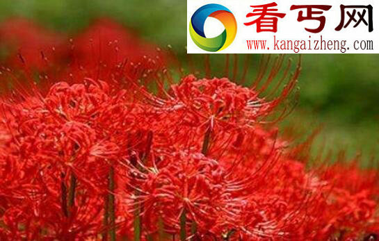 彼岸花图片大全,各种各样的彼岸花图片