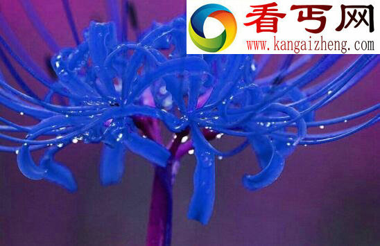 彼岸花图片大全,各种各样的彼岸花图片