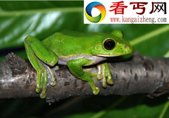 树蛙又称老爷树蛙，脚上有吸盘(是一种宠物娃)