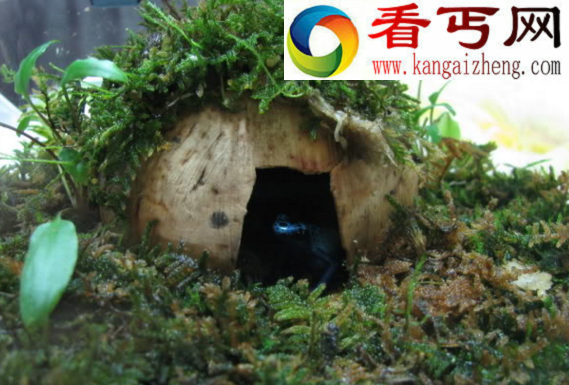 钴蓝箭毒蛙，遇到了千万不要碰（剧毒）