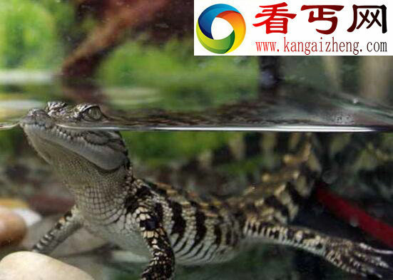养再久也不认主人的生物,宠物鳄鱼(六亲不认)