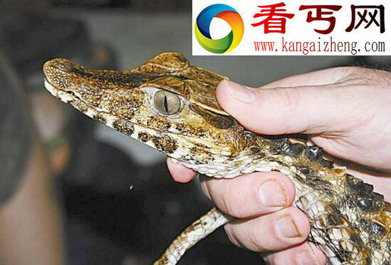 养再久也不认主人的生物,宠物鳄鱼(六亲不认)