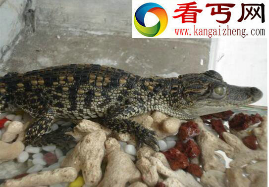 养再久也不认主人的生物,宠物鳄鱼(六亲不认)