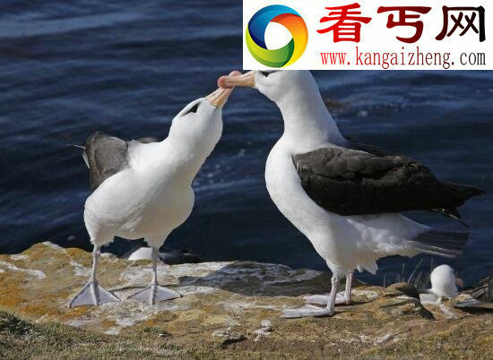 十大一夫一妻的动物，忠贞不二绝不偷情