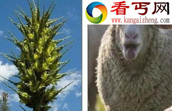 盘点世界上有趣的植物,香肠树形似男人的阳具(能吃)