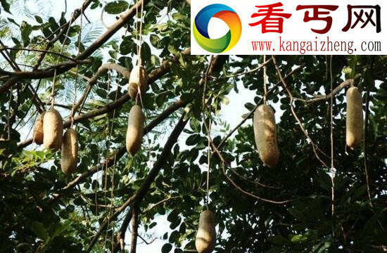 盘点世界上有趣的植物,香肠树形似男人的阳具(能吃)