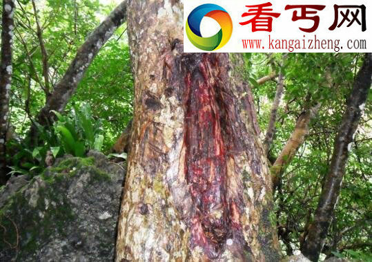 盘点世界上有趣的植物,香肠树形似男人的阳具(能吃)