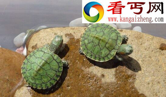 巴西龟寿命，平均寿命高达35岁左右