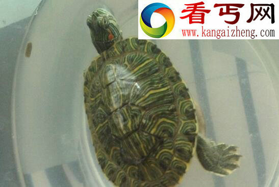 巴西龟寿命，平均寿命高达35岁左右