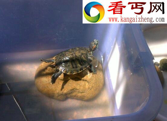 巴西龟寿命，平均寿命高达35岁左右