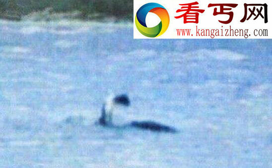 揭开加拿大水怪奥古布古之谜,真实面目疑似黑色海蛇
