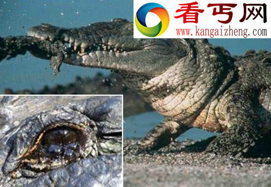 鳄鱼眼泪,为排出体内多余盐分(寓意假好人)