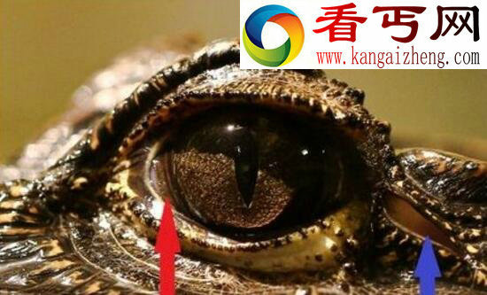 鳄鱼眼泪,为排出体内多余盐分(寓意假好人)