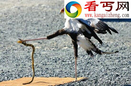 眼镜王蛇的天敌,蛇獴蛇鹫完虐所有毒蛇