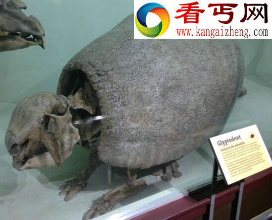最怪异的史前巨兽,“铁甲武士”雕齿兽(已灭绝万年)