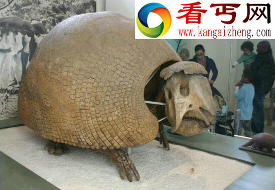 最怪异的史前巨兽,“铁甲武士”雕齿兽(已灭绝万年)