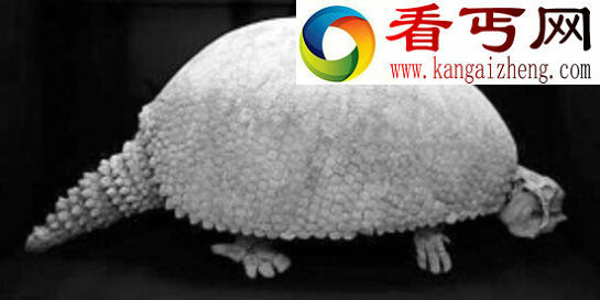 最怪异的史前巨兽,“铁甲武士”雕齿兽(已灭绝万年)