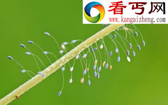 世界上最神奇的花，优昙婆罗花(不受空间限制生长)