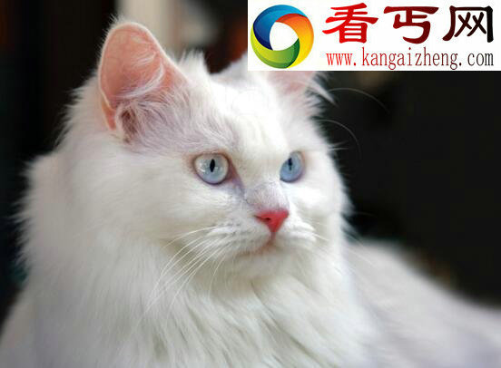 最古老的长毛猫，土耳其安哥拉猫(超爱游泳)