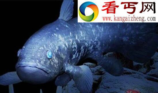 恐龙时代的活化石，腔棘鱼(曾灭绝又重现如今濒危)