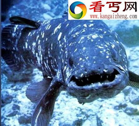 恐龙时代的活化石，腔棘鱼(曾灭绝又重现如今濒危)
