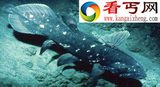 恐龙时代的活化石，腔棘鱼(曾灭绝又重现如今濒危)