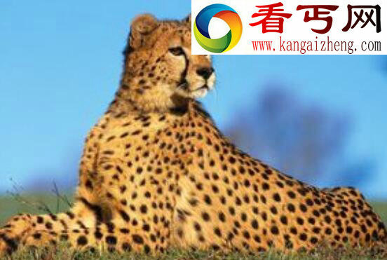桑给巴尔豹，被人们赶尽杀绝已无踪迹(或灭绝)