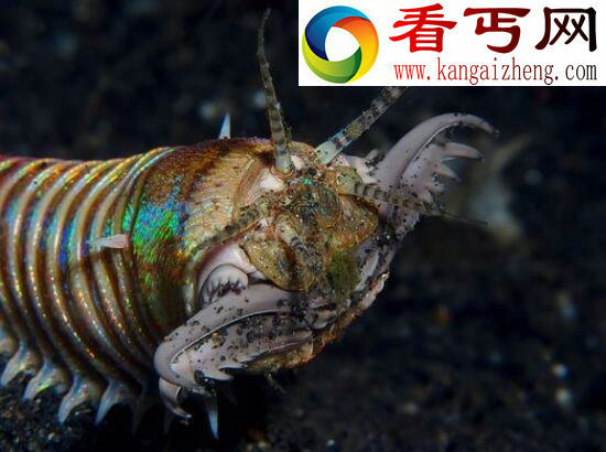 博比特虫,海底最恐怖的死亡之虫(会咬人)