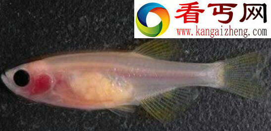 世界上最神奇的鱼,鳄冰鱼(血液竟是透明的)