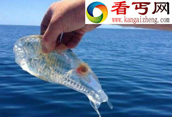 世界上最神奇的鱼,鳄冰鱼(血液竟是透明的)