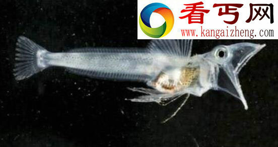 世界上最神奇的鱼,鳄冰鱼(血液竟是透明的)