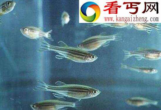 世界上最神奇的鱼,鳄冰鱼(血液竟是透明的)