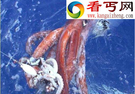 十大恐怖深海动物,让你远离海洋可怕生物