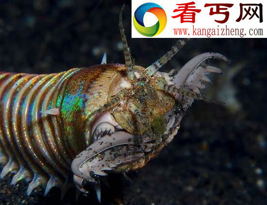 十大恐怖深海动物,让你远离海洋可怕生物