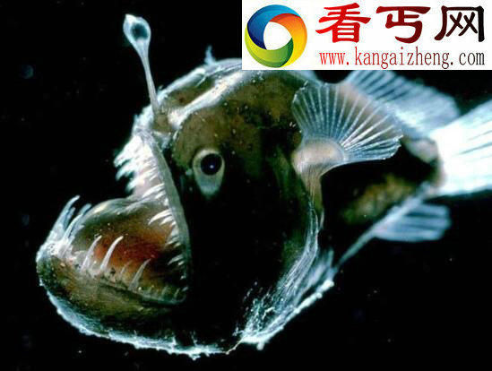 十大恐怖深海动物,让你远离海洋可怕生物