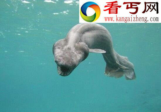 十大恐怖深海动物,让你远离海洋可怕生物