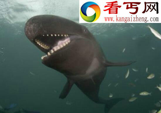 世界上最脆弱的生物,伪虎鲸(系统受到影响集体自杀)