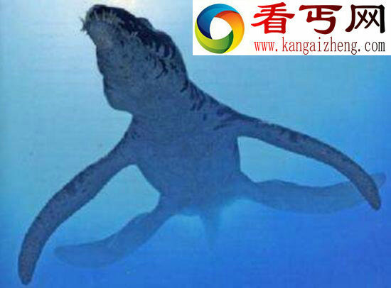 世界上最大的掠食动物,伊西斯龙王鲸(已灭绝)