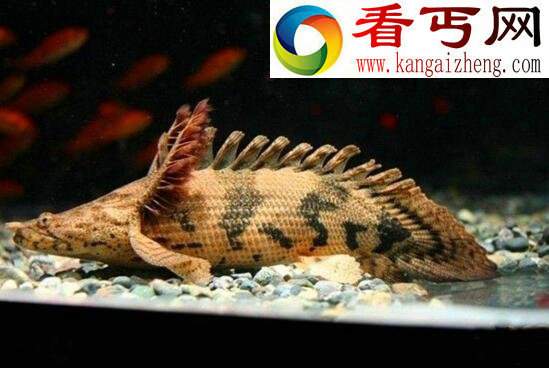 世界上最漂亮的恐龙鱼,虎纹恐龙王鱼